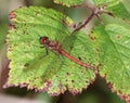 Male common darter dragonfly resting on leaf Royalty Free Stock Photo