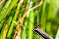 Male Common Darter dragonfly resting on sunlit twig Royalty Free Stock Photo