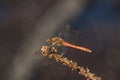 Male Common Darter dragonfly Sympetrum striolatum Royalty Free Stock Photo