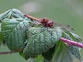 Male common darter on European raspberry leaf