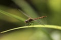 Male common darter dragonfly - Sympetrum striolatum Royalty Free Stock Photo