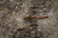 Male Common Darter Sympetrum striolatum basking on concrete beside a pond. 3