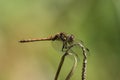 Male Common Darter (Sympetrum striolatum) dragonfly Royalty Free Stock Photo
