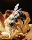 Male Common Eastern Bumble Bee (Bombus impatiens) feeding on a marigold flower