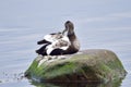 Male Common eider Royalty Free Stock Photo