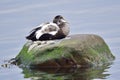 Male Common eider Royalty Free Stock Photo