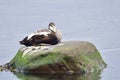 Male Common eider Royalty Free Stock Photo