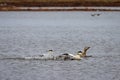 Male common eider chasing a female eider duck Royalty Free Stock Photo