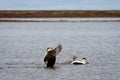 Male common eider duck flapping its wings Royalty Free Stock Photo