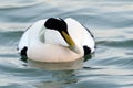 Male Common Eider Royalty Free Stock Photo