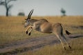 Male common eland leaps across dirt track