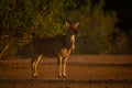 Male common eland stands sidelit by bush Royalty Free Stock Photo