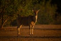 Male common eland stands sidelit by bushes Royalty Free Stock Photo
