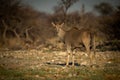 Male common eland stands turning towards camera