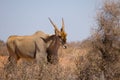 Male Common Eland - Taurotragus oryx Royalty Free Stock Photo