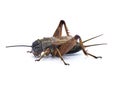 Male common field cricket - Gryllus species - dark robust black and brown insect well known for warm summer night sounds of it Royalty Free Stock Photo