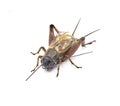 Male common field cricket - Gryllus species - dark robust black and brown insect with wings performing well known chirping mating Royalty Free Stock Photo