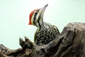 A male common flameback or common goldenback is looking for prey in a rotting tree trunk. Royalty Free Stock Photo