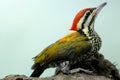 A male common flameback or common goldenback is looking for prey in a rotting tree trunk. Royalty Free Stock Photo
