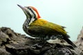 A male common flameback or common goldenback is looking for prey in a rotting tree trunk. Royalty Free Stock Photo