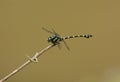 male Common Flangetail dragonfly (Ictinogomphus decoratus melaenops)