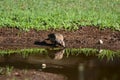 Male Common Flicker bird drinking from a puddle