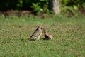 Male Common Flicker bird feeding a young male baby bird
