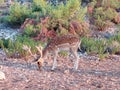 A male common follow deer in the wild