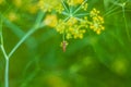 Male common garden hoverfly, Myathropa florea, feeding on flora, close up. selective focus Royalty Free Stock Photo