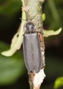 Male common glow-worm (Lampyris noctiluca) Royalty Free Stock Photo