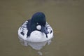 Male Common Goldeneye, Bucephala clangula, close up Royalty Free Stock Photo