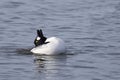 Male Common Goldeneye, Bucephala clangula, display Royalty Free Stock Photo