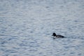 Male common goldeneye Royalty Free Stock Photo