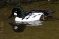 Male Common Goldeneye Royalty Free Stock Photo