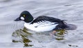 Common Goldeneye Duck