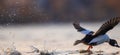 the male common goldeneye in full take-off, it literally walks on the water