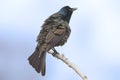 Male Common Grackle, Quiscalus quiscula, perched Royalty Free Stock Photo