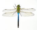 male common green darner - Anax junius - is a species of dragonfly in the family Aeshnidae. One of the most common species Royalty Free Stock Photo