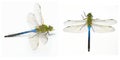 male common green darner - Anax junius - is a species of dragonfly in the family Aeshnidae. One of the most common species Royalty Free Stock Photo