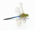 male common green darner - Anax junius - is a species of dragonfly in the family Aeshnidae. One of the most common species Royalty Free Stock Photo