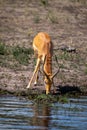 Male common impala standing drinking from river Royalty Free Stock Photo