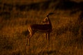 Male common impala standing looking over shoulder Royalty Free Stock Photo