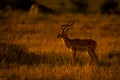 Male common impala standing staring in profile Royalty Free Stock Photo