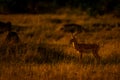 Male common impala stands near grassy mound Royalty Free Stock Photo