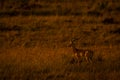 Male common impala stands in tall grass Royalty Free Stock Photo