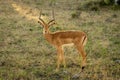 Male common impala stands turning towards camera
