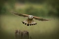 Male Common Kestrel flying towards the camera Royalty Free Stock Photo