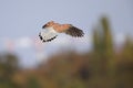 A male common kestrel hovering in the sky hunting for mice.