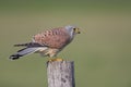 A male common kestrel perched and eating a mouse. Perched on a wooden pole in front of a beautiful green meado