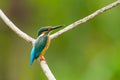 Male Common Kingfisher Royalty Free Stock Photo